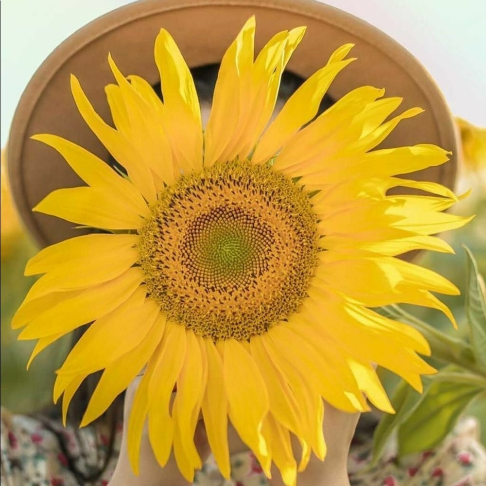 Meet your Posher, Seyed